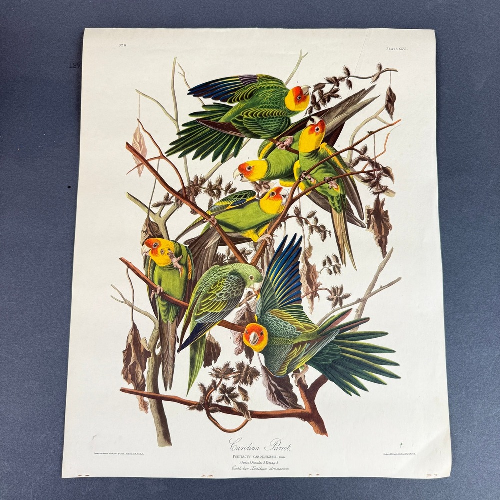 Vtg . Audubon Carolina Parrot Plate XXVI Color Print Reproduction 16x20 Bird Art